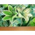 Dizajnérska bavlna kvety ľalie (zelená)